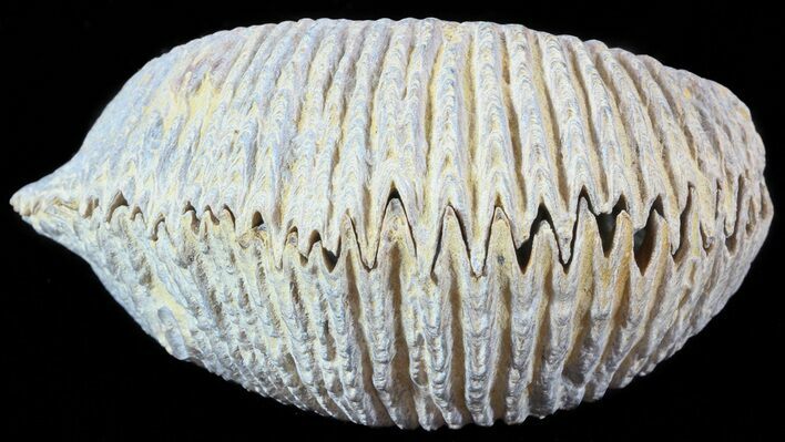 Cretaceous Fossil Oyster (Rastellum) - Madagascar #49881